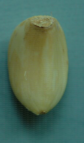 Décoloration du caïeu lié à Aceria tulipae